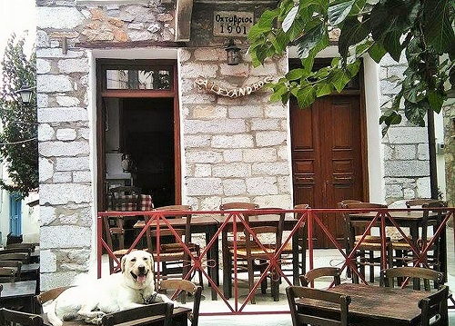 「テーブルに乗るのはお店がしまっている間だけね！」と愛嬌たっぷり（スキアソス島）