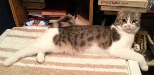 冬子と同じ誕生日の、清志さんの亡き父の本の前でくつろぐ冬子＝２０１６年６月