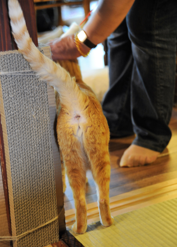 爪とぎにお尻スリスリする「みーちゃん」