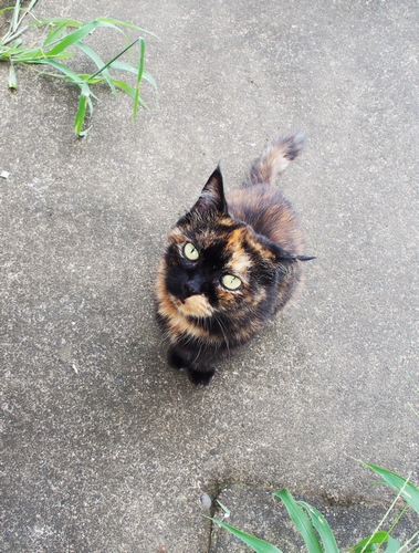 初恋の彼を忘れない「まだら」（辰巳出版 / 佐竹茉莉子)