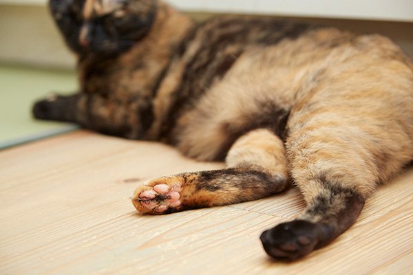 あんず、魅惑のお腹も披露