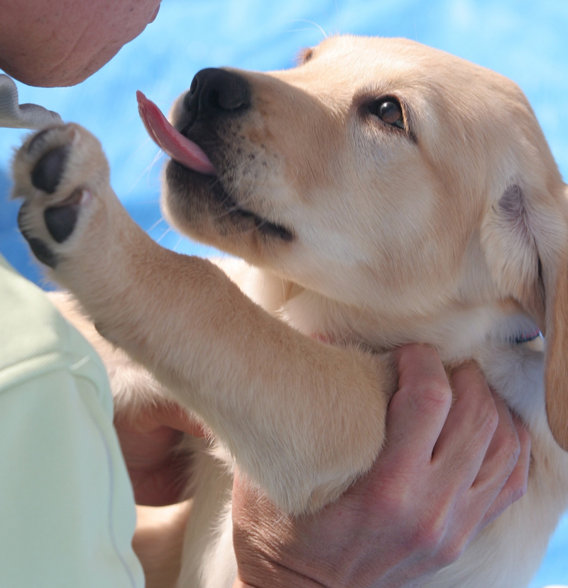 訓練生に抱っこされるパピー（ｃ）大塚敦子