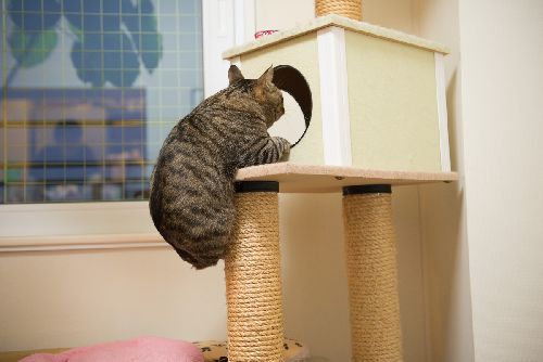 よじ登る　　写真＝明日香さん