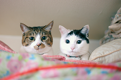 ぽーを受け入れたとらとまる　扶桑社/(C)太田康介