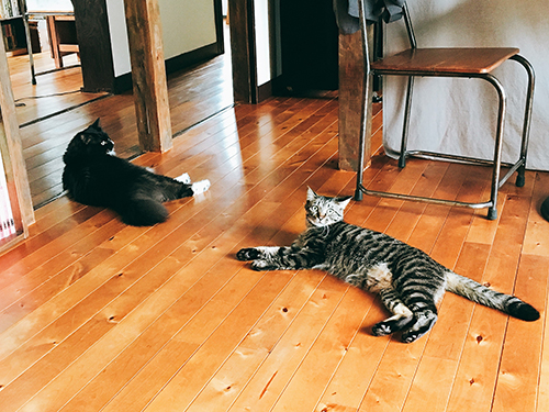 ごるごとうなぎは仲良しだ（安達さん提供）