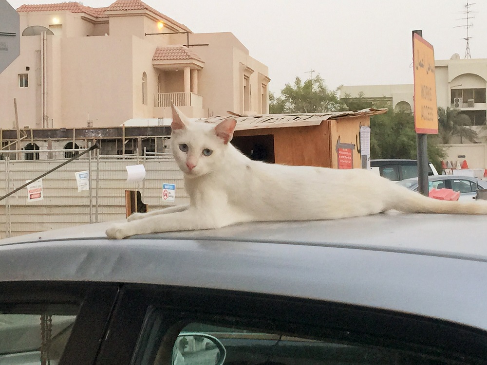 スタイルがとても良い、真夏の野良猫さん