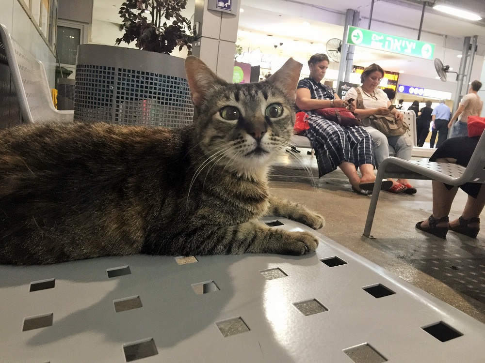 「君、電車の乗り方わかんないの？教えてあげようか？」