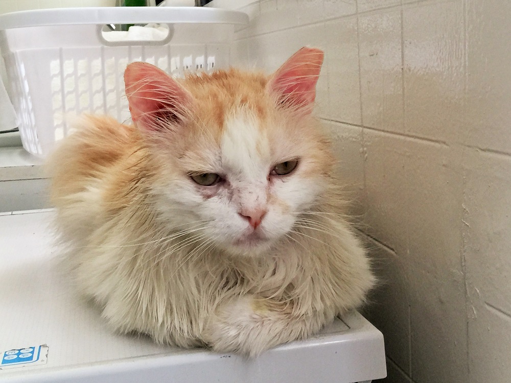 ラマダン終わっちゃったの．．．なんだかさみしいなあ