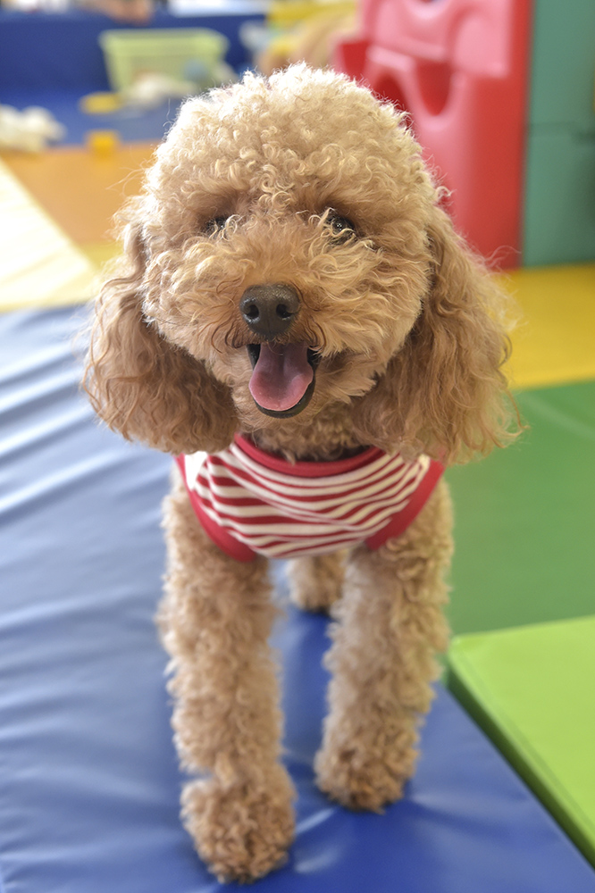 赤と白のお洋服が似合ってます