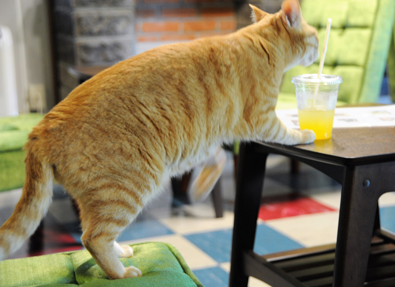 ジュースに関心を示す「みーちゃん」。ふた付きなので倒れても大丈夫