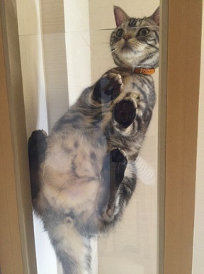 キャットウォークの下から猫を眺めるのも楽しい