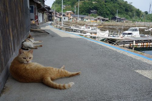 くつろぐ猫たち