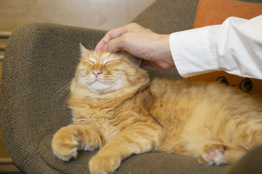 なでられると大満足のこの表情！