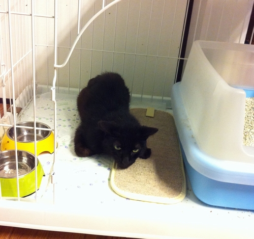 ケージに手をいれると引っ掻いたが、安心したように眠った（アトリエで）