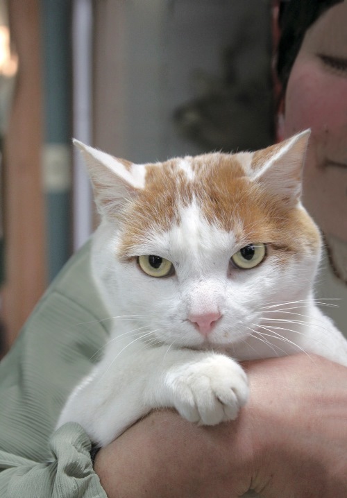 梅ヶ島温泉「いちかわ」ミャオ　写真＝伴田良輔