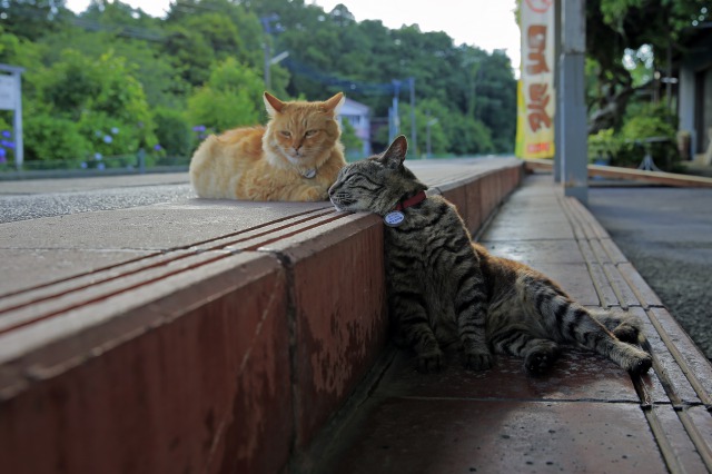 「駅猫Diary」より＝洋泉社提供