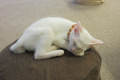 ただいま熟睡中