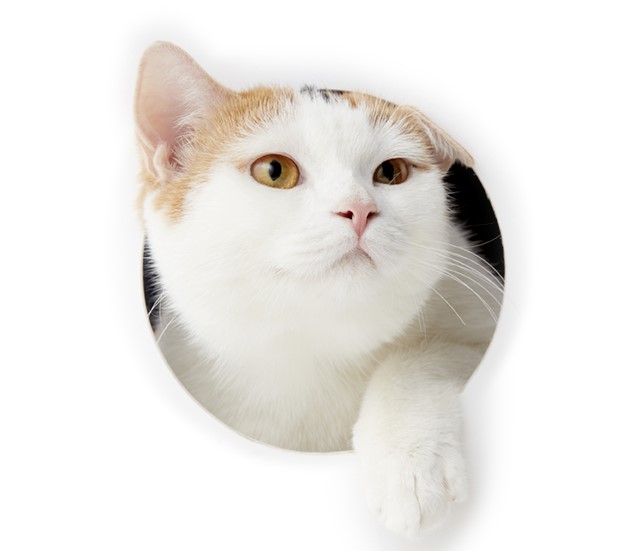 団扇でも使って見ようという気も起らんではないが、とにかく握る事が出来ないのだから仕方がない。