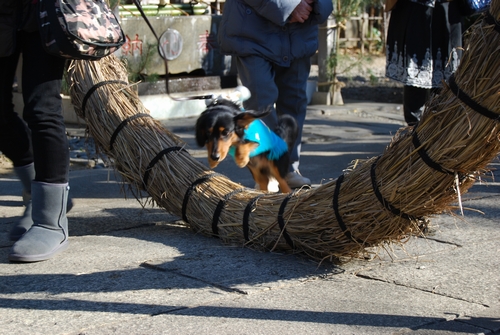 思わず飛んだミニュアダックス　（市谷亀岡八幡宮）