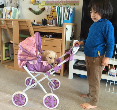 かつて、人形用の乳母車に入るほど小さかったサンディ