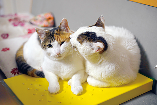 怖がりの子猫を舐めるぽー　扶桑社/(C)太田康介