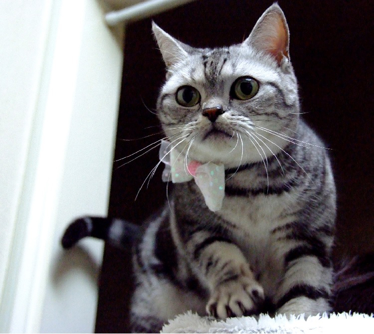 楽天トラベル提供