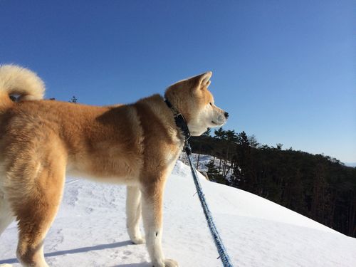 ＳＯＲＡアニマルシェルター提供