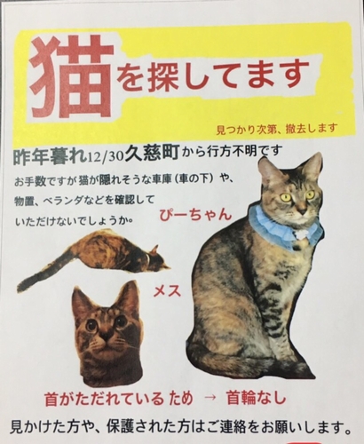 びーちゃんは年末から行方不明で歩さん家族が捜しているところ