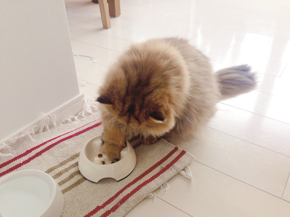 「…今、食べよ」