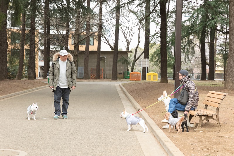同じフレンチブルドッグと出会い、じっと見つめるポコ