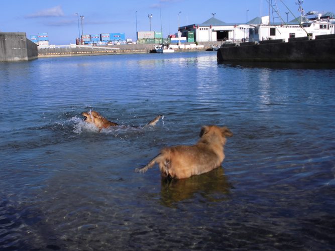 寅が元気な頃、亀徳港でラッキーの泳ぎを見守ることもあった（撮影＝島田須尚）