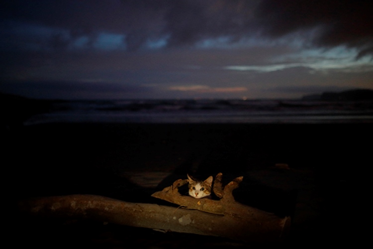 写真＝星野俊光　（デジタルカメラマガジン）