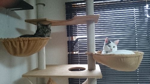 なにしろ猫が楽しめる場はいっぱい