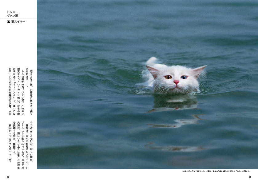 世界のねこみち」から