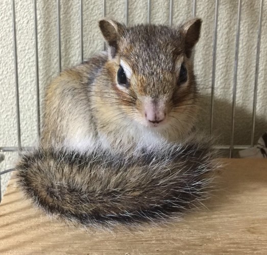 「”冬眠”は時にりすを変える。覚えとけ」