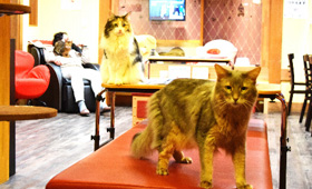 猫カフェでもミーアキャットが副店長 フェレットやトカゲも 犬 猫との幸せな暮らしのためのペット情報サイト Sippo 猫カフェでもミーアキャットが副店長 フェレットやトカゲも 犬 猫との幸せな暮らしのためのペット情報サイト Sippo
