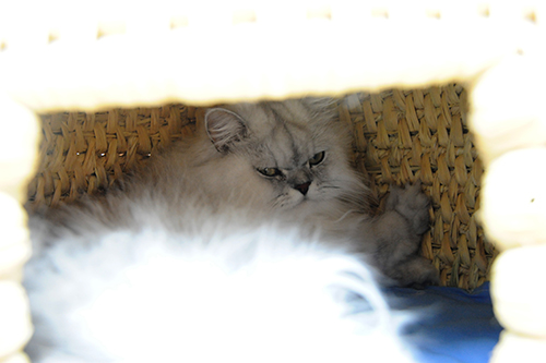 猫ちぐらの中で眠るリン（ペルシャ、メス）