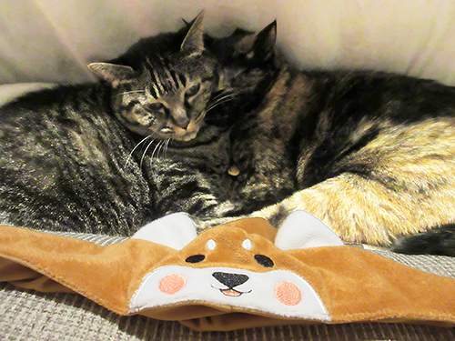 団結し、慰め合う２匹。かぶりものをにらむモモ