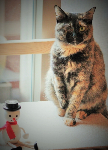 パパが一目惚れをしたサビ猫の「楓」（辰巳出版 / 佐竹茉莉子)