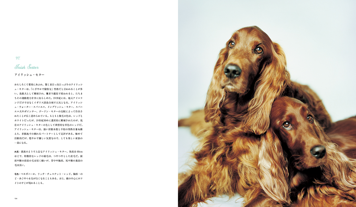 アイリッシュ・セター＝パイ インターナショナル提供