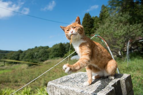 エノコログサで遊ぶ姿は無邪気そのもの　写真＝上村雄高