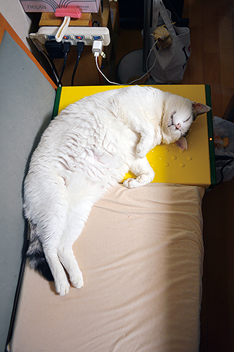 安心して室内でぐたーっと眠る　扶桑社/(C)太田康介