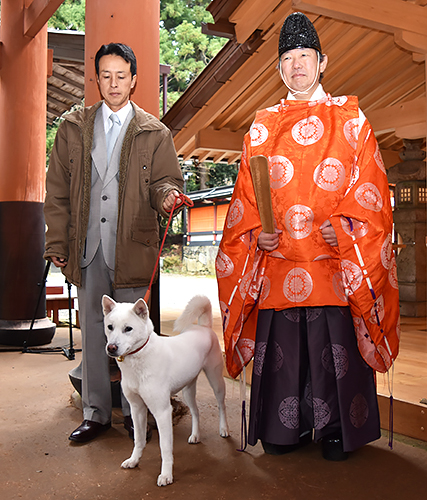 丹生都比売神社のご神犬「すずひめ号」＝かつらぎ町上天野
