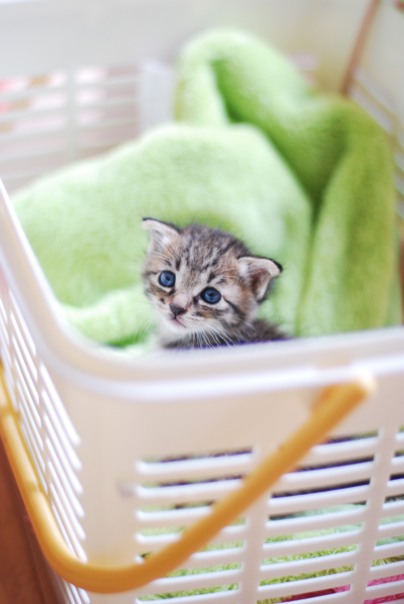 集英社みらい文庫提供