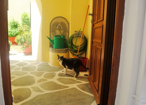 「こっちに来ない？」と呼ばれたけれど、それ、ホテルかな、人のおうちなんじゃないかな…と、ドアの外側から控えめに撮影。この後、出てきて触らせてくれました（ホラ）