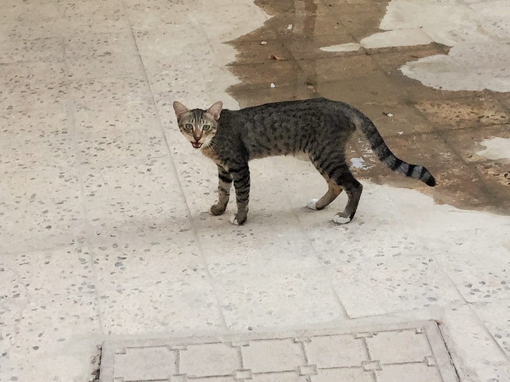 スリムなドーハ猫さん