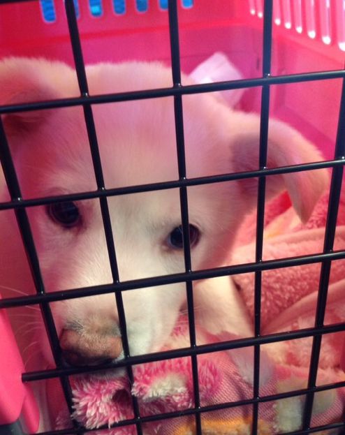 リサさんが新幹線で岡山駅まで迎えにいった時