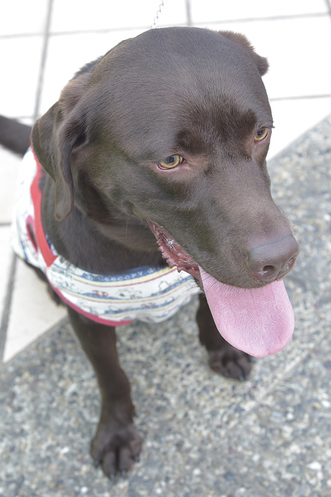 遠くを見つめる凛々しい表情