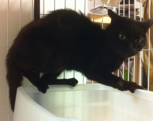 痩せて警戒心が強かった（保護後にアトリエで　2012年）