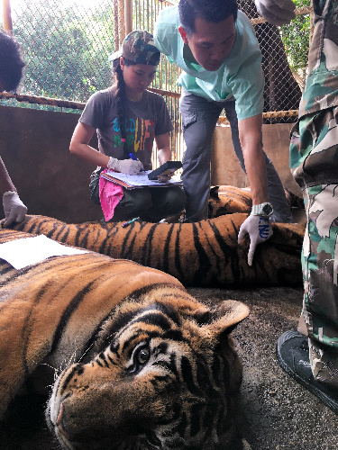 約３２０頭のトラを飼うタイ中部チョンブリ県の動物園で、ＤＮＡ型をデータベース化するため、眠らせたトラの血液を採取する獣医師ら＝２０１６年１０月